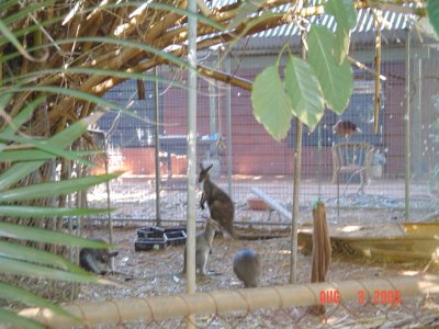 zzr) Kangaroos & Wallabys.jpg