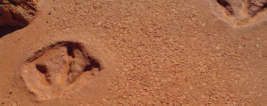 zn) Dinosaur FootPrints.jpg