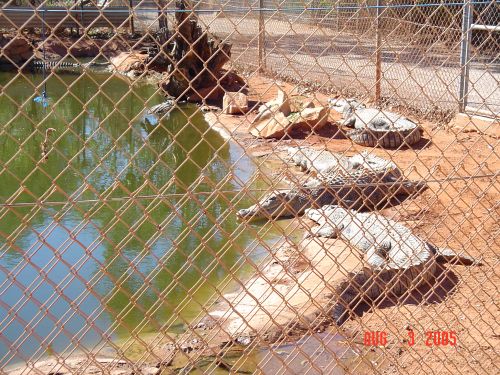 zzh) CrocodileProvedFence.jpg