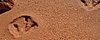 zn) Dinosaur FootPrints.jpg
