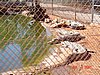 zzh) CrocodileProvedFence.jpg