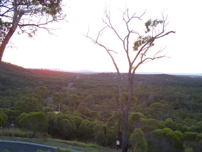 zzk) FitzroyCircle-Bush.jpg