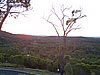 zzk) FitzroyCircle-Bush.jpg