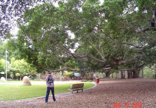 zj) NiceTreeToClimb!.jpg