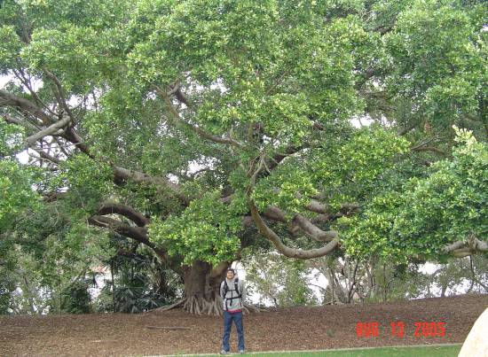 zl) TreeFullOfWisdom.jpg