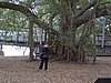 zh) InterestingTree.jpg