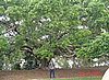 zl) TreeFullOfWisdom.jpg